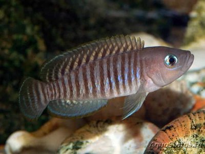 Лампрологус мультифасциатус (Lamprologus multifasciatus)