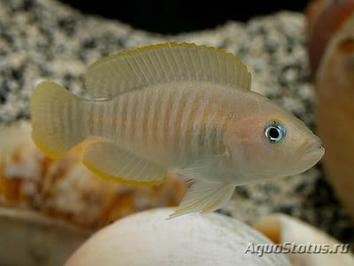 Лампрологус мультифасциатус (Lamprologus multifasciatus)