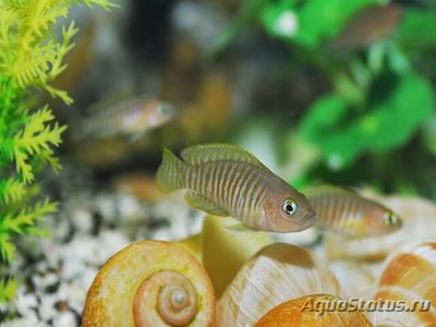 Лампрологус мультифасциатус (Lamprologus multifasciatus)