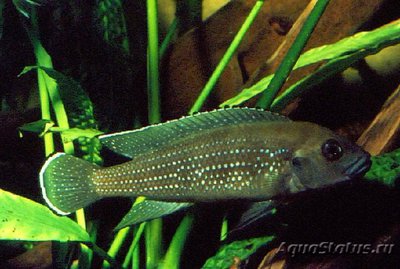 Фото Лампрологус львиноголовый Lamprologus congoensis  (photo#110795)