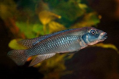 Фото Лампрологус львиноголовый Lamprologus congoensis  (photo#110796)