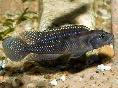 Фото Лампрологус львиноголовый Lamprologus congoensis  (photo#110797)