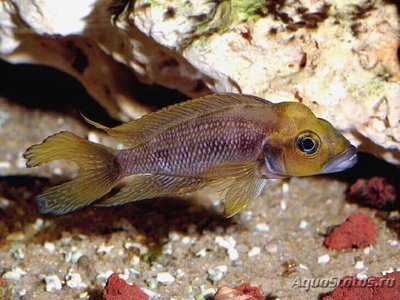 Фото Лампрологус фурцифер Neolamprologus furcifer  (photo#110802)