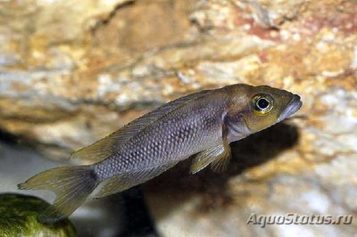 Фото Лампрологус фурцифер Neolamprologus furcifer  (photo#110808)