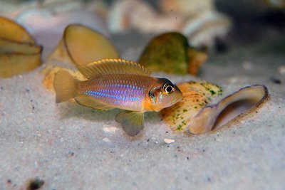 Фото Лампрологус глазчатый Neolamprologus ocellatus  (photo#110812)