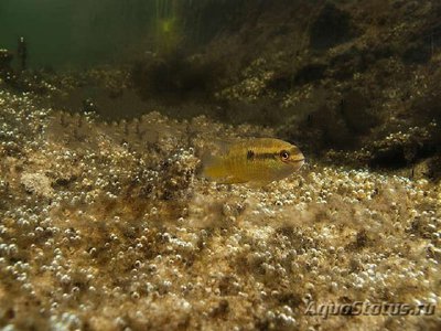 Фото Летокара желтоплавничная Laetacara fulvipinnis  (photo#110842)