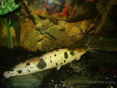 Фото Клариас Ангольский , или Сом лягушковый Clarias angolensis  (photo#110876)