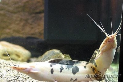 Фото Клариас Ангольский , или Сом лягушковый Clarias angolensis  (photo#110877)