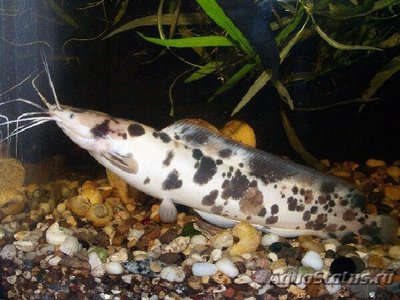 Фото Клариас Ангольский , или Сом лягушковый Clarias angolensis  (photo#110878)