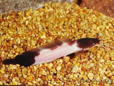 Фото Клариас Ангольский , или Сом лягушковый Clarias angolensis  (photo#110879)