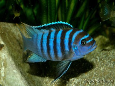 Фото Псевдотрофеус зебра Pseudotropheus zebra  (photo#110955)