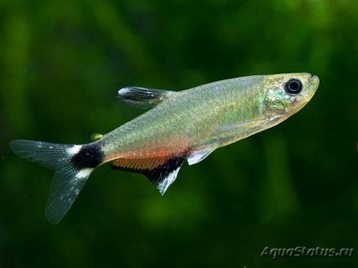 Фото Афиохаракс Наттерера Aphyocharax nattereri , Dawn Tetra  (photo#110971)