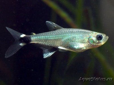 Фото Афиохаракс Наттерера Aphyocharax nattereri , Dawn Tetra  (photo#110972)