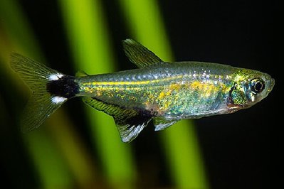 Фото Афиохаракс Наттерера Aphyocharax nattereri , Dawn Tetra  (photo#110973)