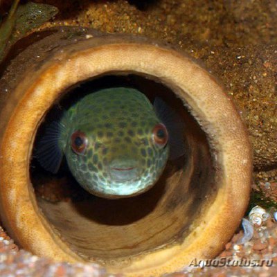 Фото Тетраодон Таиландский Tetraodon leiurus  (photo#111045)