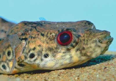 Фото Тетраодон Таиландский Tetraodon leiurus  (photo#111046)