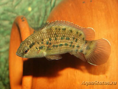 Фото Бадис ассамский Badis assamensis  (photo#111067)