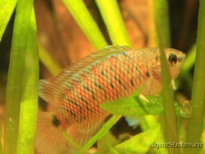 Фото Бадис ассамский Badis assamensis  (photo#111068)