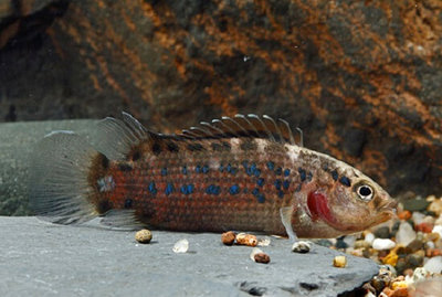 Фото Бадис ассамский Badis assamensis  (photo#111070)