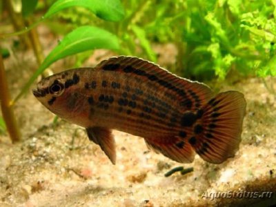 Бадис бирманский ( Badis ruber , Burmes badis )