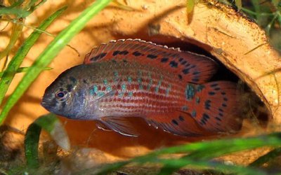 Бадис бирманский ( Badis ruber , Burmes badis )