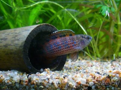 Бадис бирманский ( Badis ruber , Burmes badis )