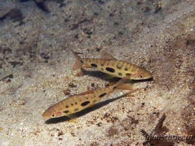 Фото Лепоринус пятнистый Leporinus maculatus  (photo#111082)