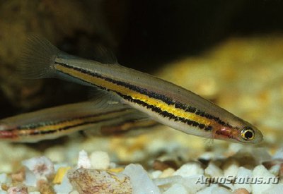 Галаксиелла пусилла ( Galaxiella pusillus nigrostriatus )