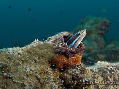 Плагиотрем синеполосый ( Plagiotremus Rhinorhynchos )