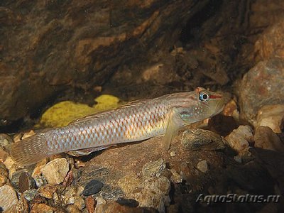 Фото Бычок радужный Rhinogobius sp.  (photo#111129)