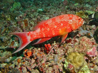 Фото Bариола белокаемчатая , или Групер белокаемчатый лирохвостый Variola albimarginata  (photo#111139)