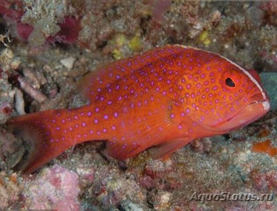 Bариола белокаемчатая , или Групер белокаемчатый лирохвостый ( Variola albimarginata )