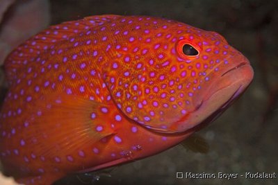 Групер красный коралловый (Cephalopholis miniata)