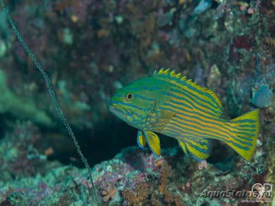 Групер Поллена, Арлекин (Cephalopholis polleni)