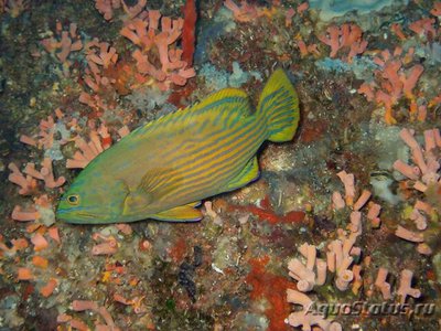 Групер Поллена, Арлекин (Cephalopholis polleni)