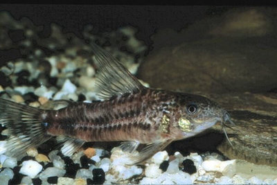 Фото Коридорас крупноплавничный Scleromystax macropterus , Corydoras Macropterus  (photo#111179)