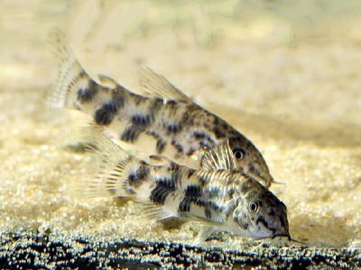 Фото Коридорас крупноплавничный Scleromystax macropterus , Corydoras Macropterus  (photo#111181)