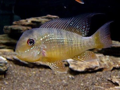 Фото Гимногеофагус бальзана Gymnogeophagus balzani  (photo#111183)