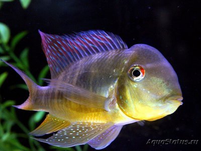 Фото Гимногеофагус бальзана Gymnogeophagus balzani  (photo#111184)