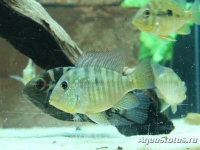 Фото Гимногеофагус бальзана Gymnogeophagus balzani  (photo#111186)