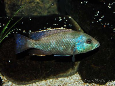 Фото Хаплохромис Линни , или Цихлида Конкорд Nimbochromis linni  (photo#111196)