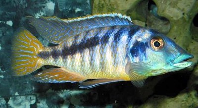 Фото Хаплохромис Линни , или Цихлида Конкорд Nimbochromis linni  (photo#111197)