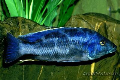 Фото Хаплохромис Линни , или Цихлида Конкорд Nimbochromis linni  (photo#111198)