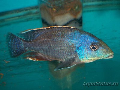 Фото Хаплохромис Линни , или Цихлида Конкорд Nimbochromis linni  (photo#111199)