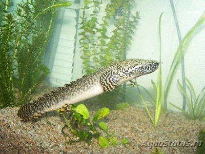 Фото Многопер пестрый Polypterus ornatipinnis  (photo#111206)