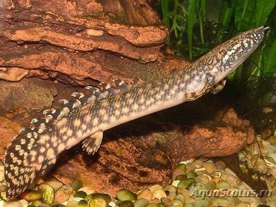 Фото Многопер пестрый Polypterus ornatipinnis  (photo#111207)