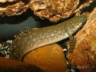 Фото Многопер пестрый Polypterus ornatipinnis  (photo#111209)