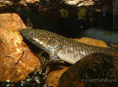 Фото Многопер пестрый Polypterus ornatipinnis  (photo#111210)