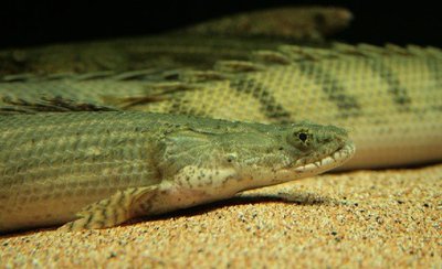 Фото Многопер нильский , или Бишир Polypterus bichir  (photo#111213)