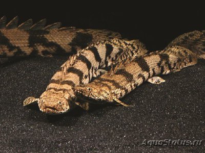 Многопер нильский , или Бишир ( Polypterus bichir )